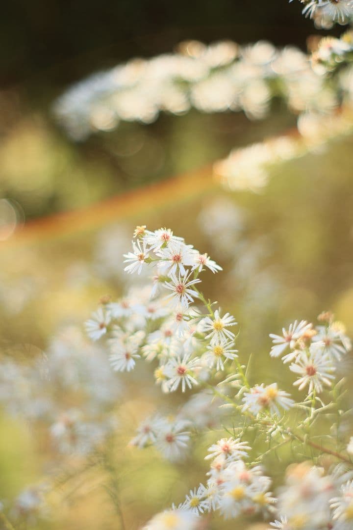 Super-Takumar 55mm F1.8 後期型 S/N：2221255