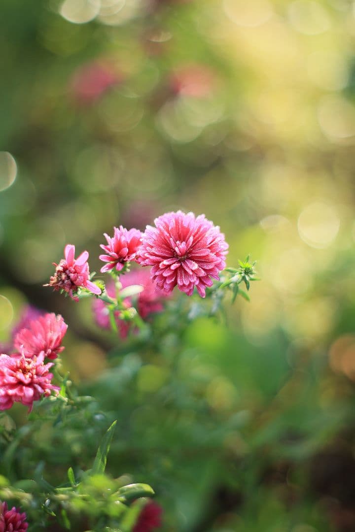 Super-Takumar 55mm F1.8 後期型 S/N：2221255