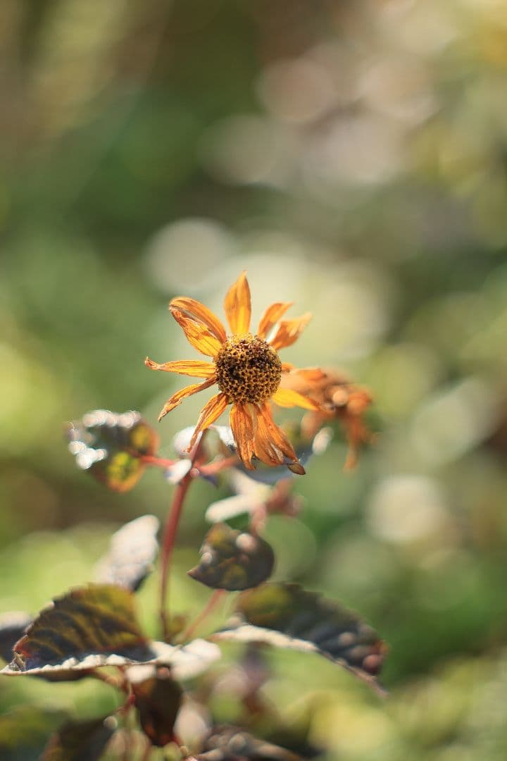 Super-Takumar 55mm F1.8 後期型 S/N：2221255