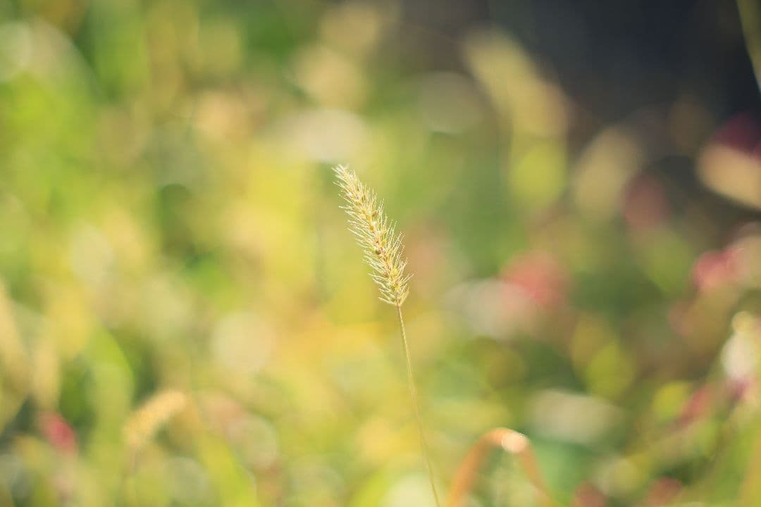 Super-Takumar 55mm F1.8 後期型 S/N：2221255