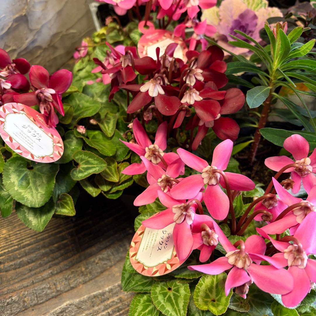 y*a様 ガーデニング　完品&おつとめ品 てんこ盛りアソート