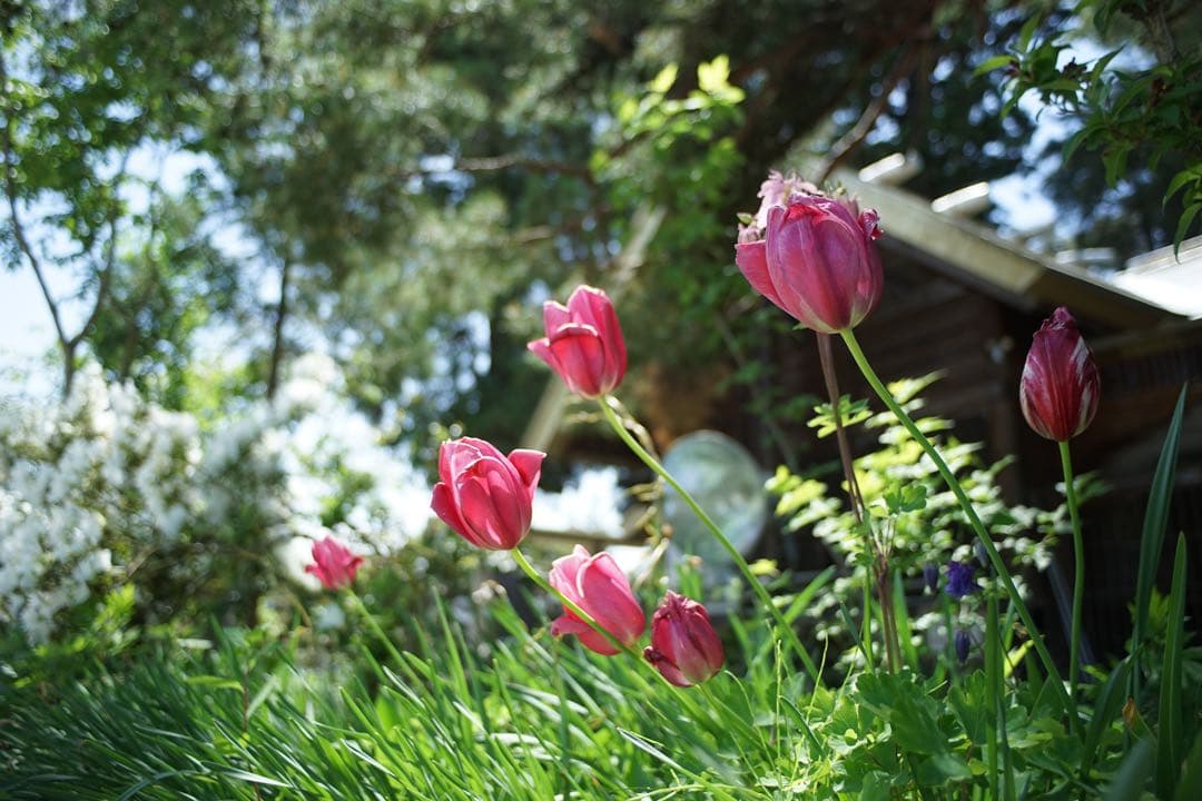 作例付き　OLYMPUS AUTO W 28mm F3.5 管mpr