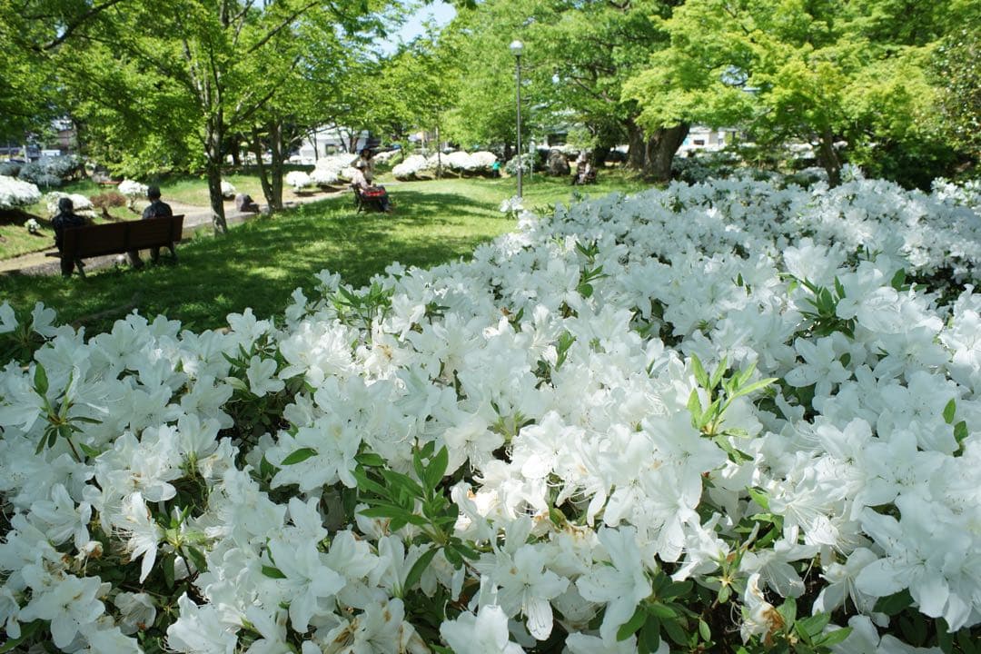 作例付き　OLYMPUS AUTO W 28mm F3.5 管mpr