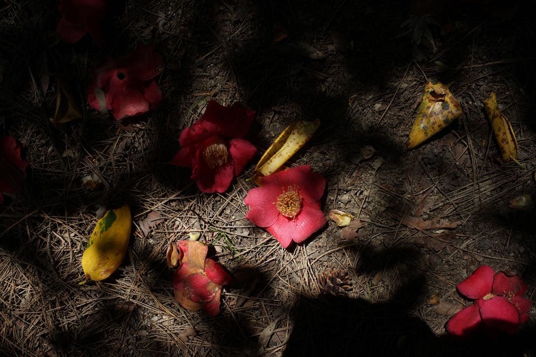 作例付き　OLYMPUS AUTO W 28mm F3.5 管mpr