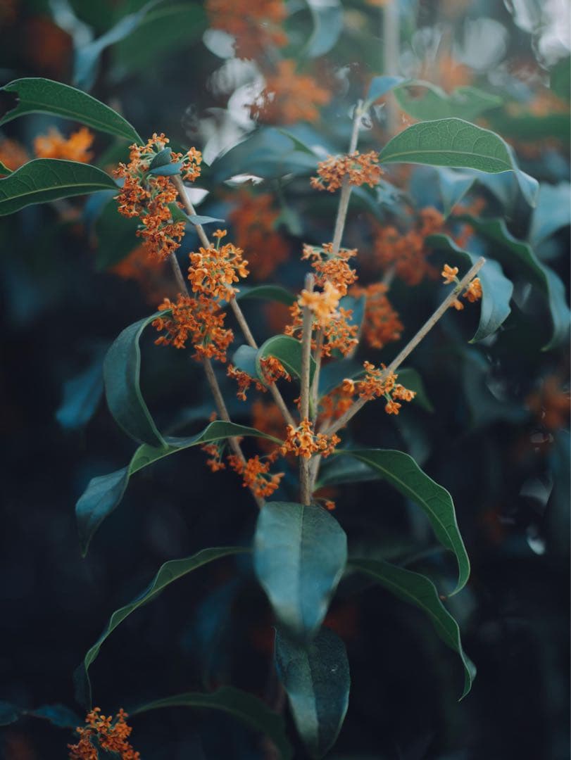レンズ(単焦点) Mamiya 645 SEKOR C 80mm F1.9