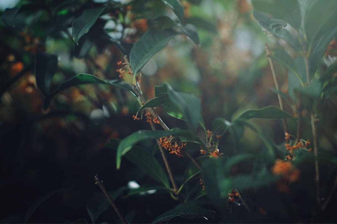 レンズ(単焦点) Mamiya 645 SEKOR C 80mm F1.9