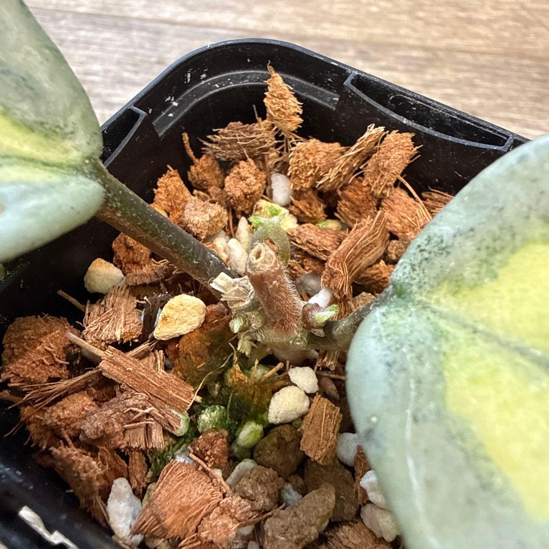 g*a様 レア　希少　ホヤ　カルノーサ　アルゲンティア　プリンセス