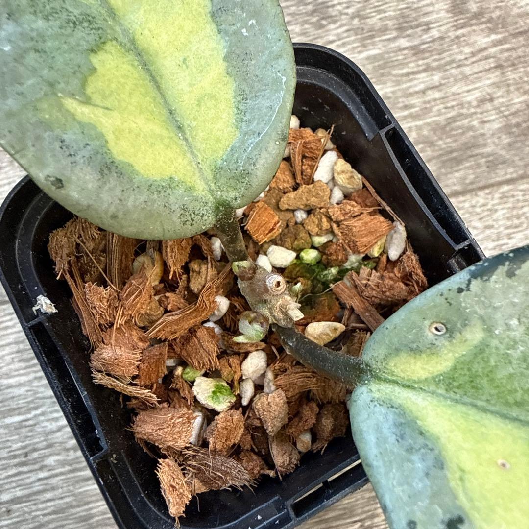 g*a様 レア　希少　ホヤ　カルノーサ　アルゲンティア　プリンセス