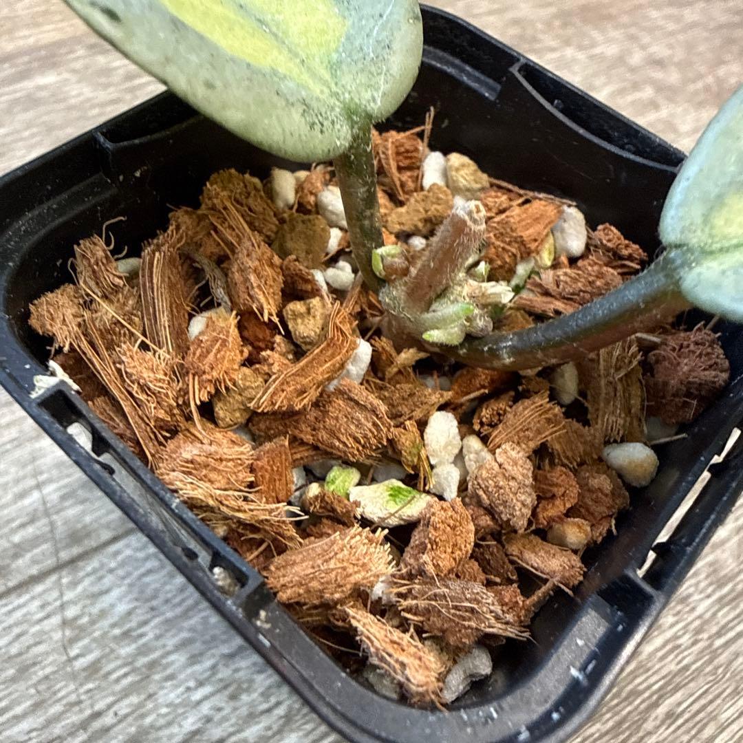 g*a様 レア　希少　ホヤ　カルノーサ　アルゲンティア　プリンセス