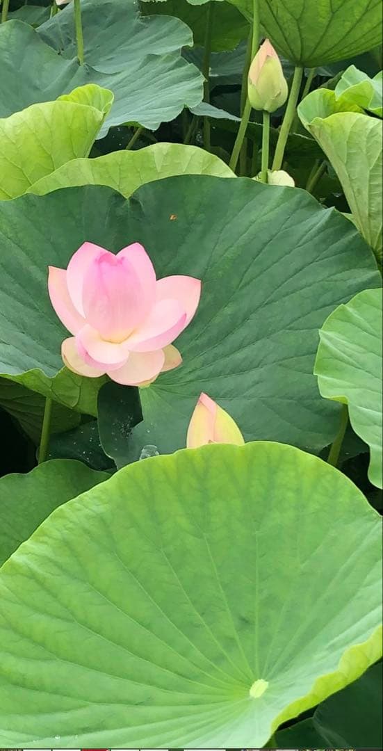 ハスの種 1000粒（200個✖️5袋）、100個訳あり品（キズ、汚れ等）おまけ付