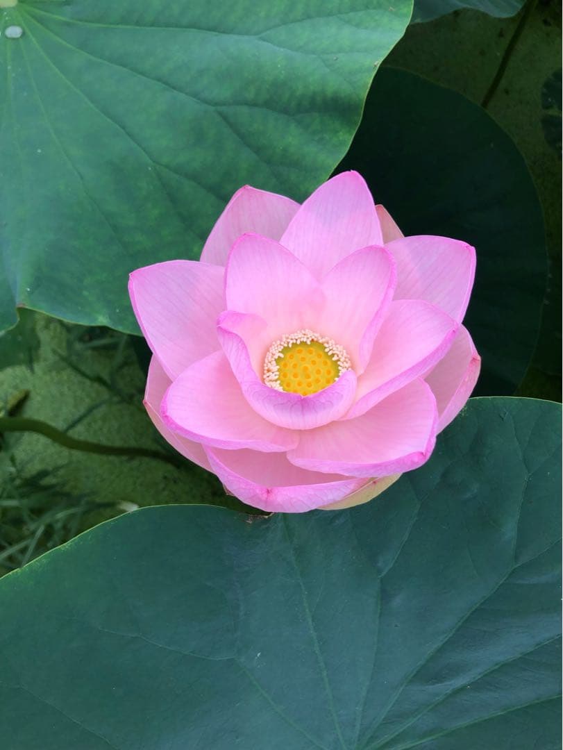 ハスの種 1000粒（200個✖️5袋）、100個訳あり品（キズ、汚れ等）おまけ付