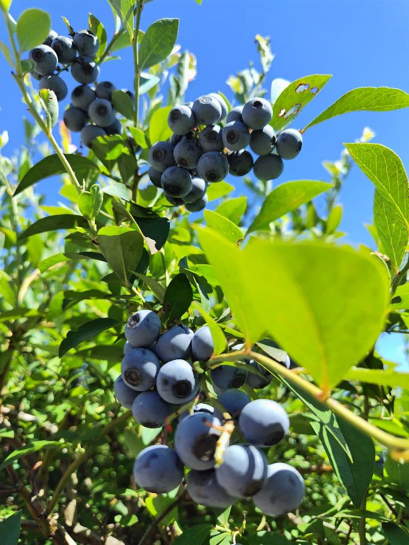 《訳あり》冷凍ブルーベリー３Kg　お買い得！！