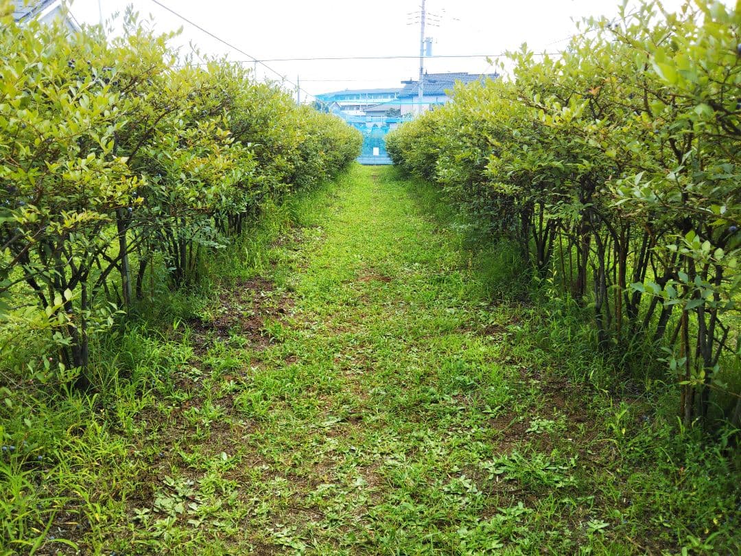 《訳あり》冷凍ブルーベリー３Kg　お買い得！！