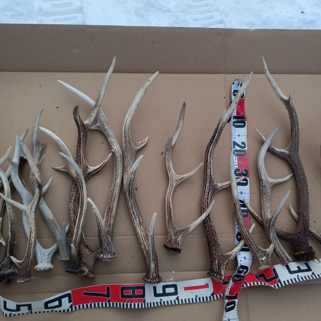 ク*ト様 鹿の角 犬おもちゃ 工芸品などにどうぞ ２４番