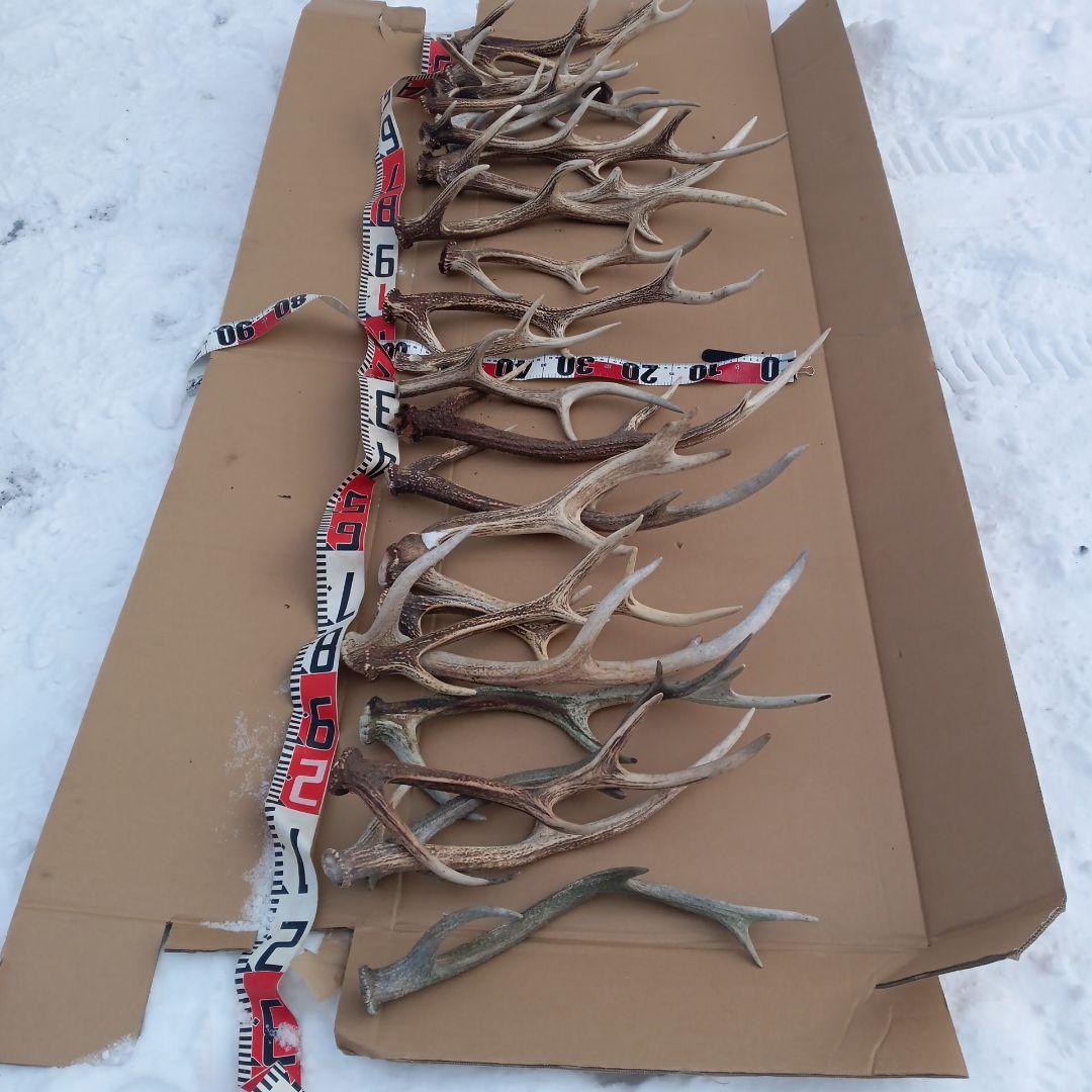 ク*ト様 鹿の角 犬おもちゃ 工芸品などにどうぞ ２４番