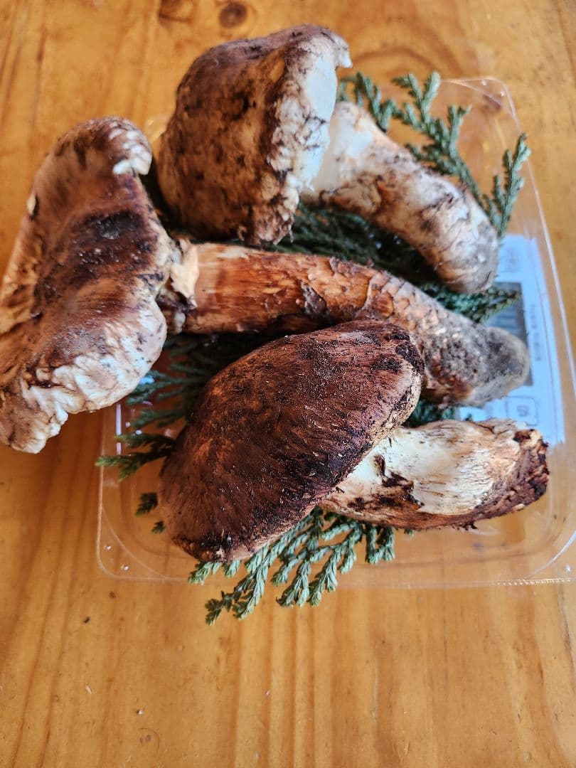 北海道産松茸 訳あり‼️　560g