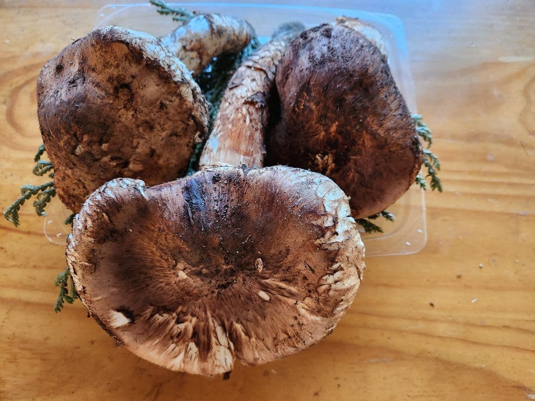 北海道産松茸 訳あり‼️　560g