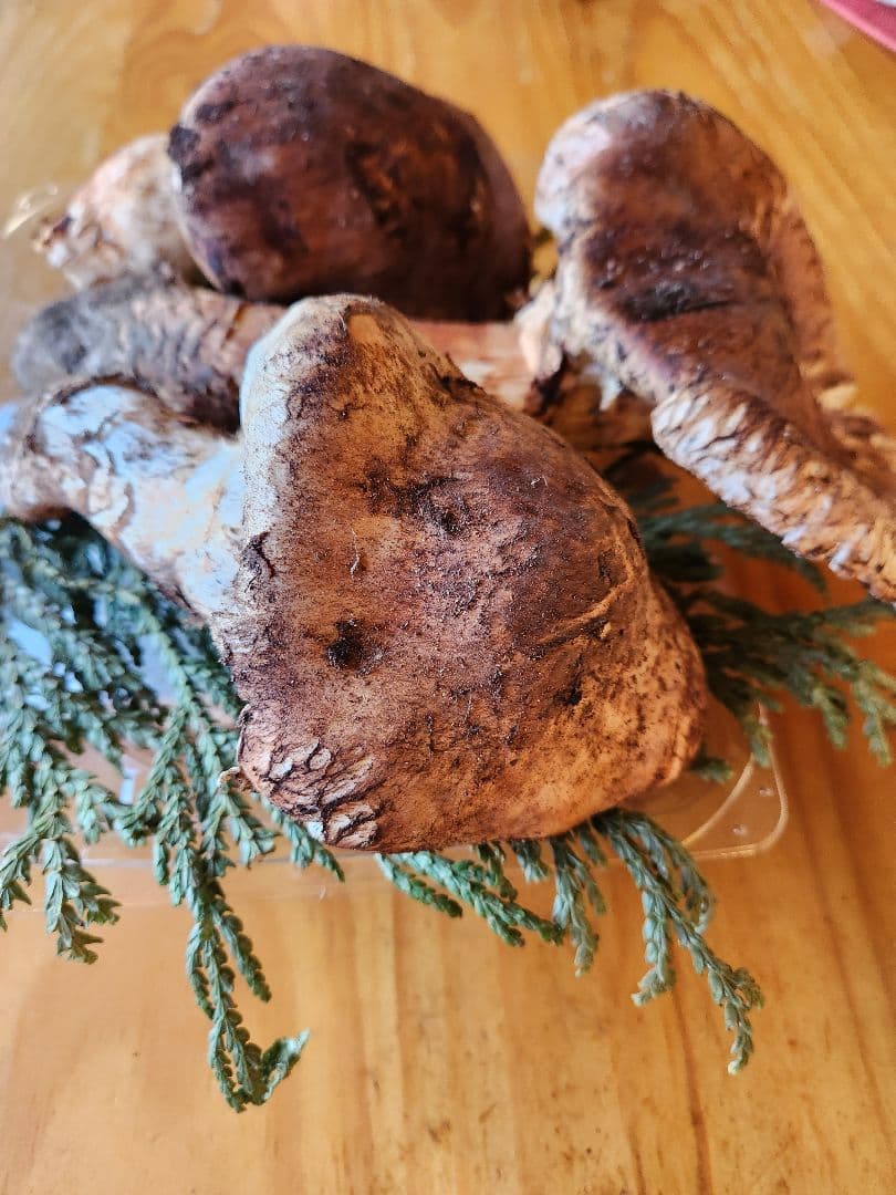 北海道産松茸 訳あり‼️　560g