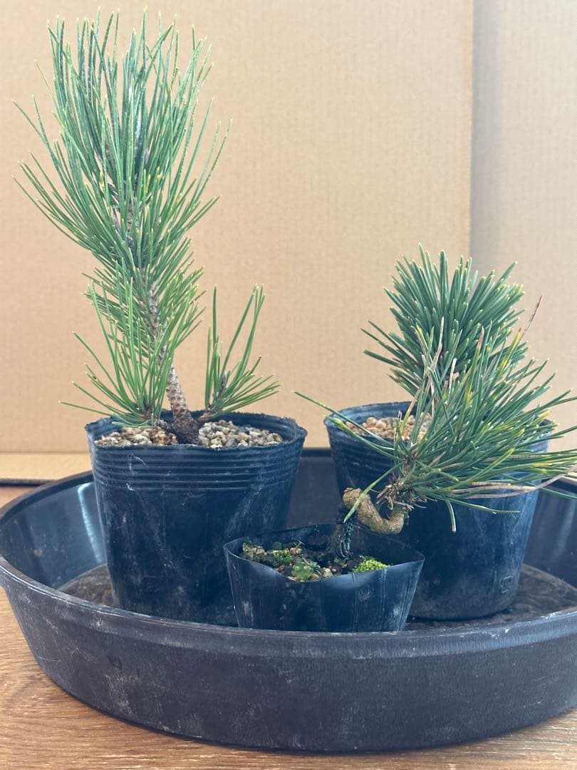 盆栽素材黒松苗木2本+サービス品1本=まとめ売り