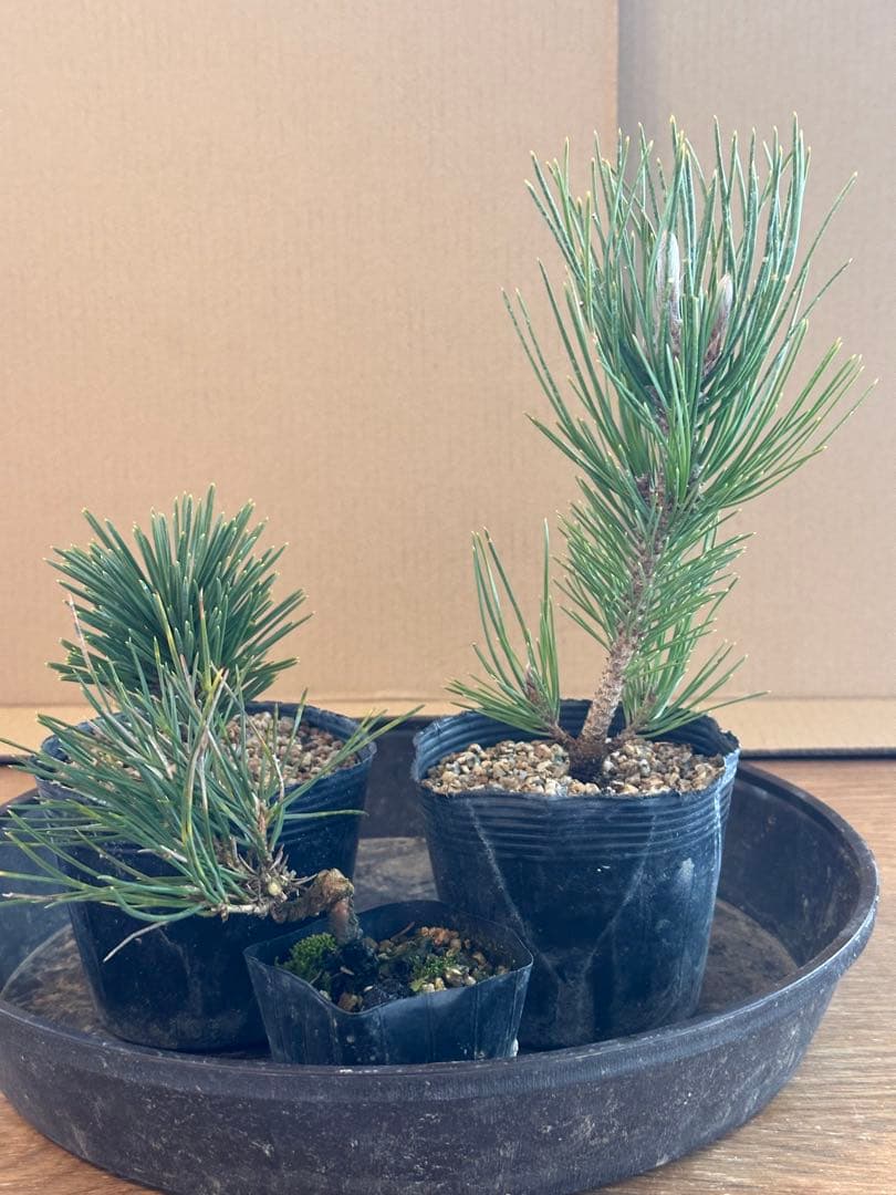 盆栽素材黒松苗木2本+サービス品1本=まとめ売り