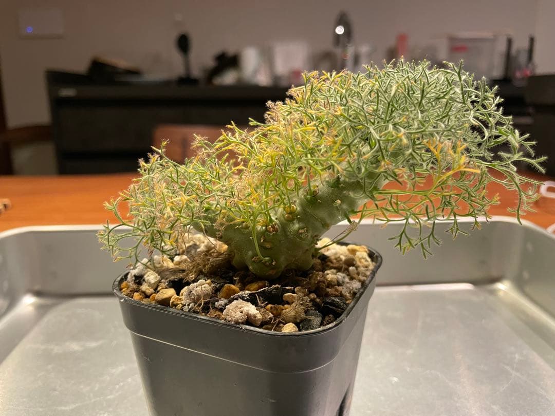 モンソニア　ペニクリナム