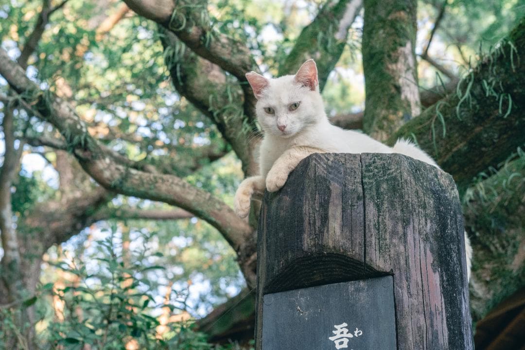 【美品】Nikon Zfc ＋ TTArtisan 25mm F2.0