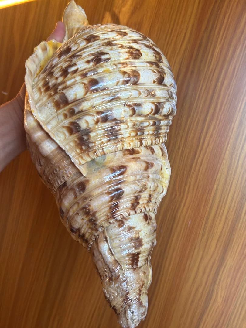 特大　37.3cm(元々約41cm) 法螺貝　1806g