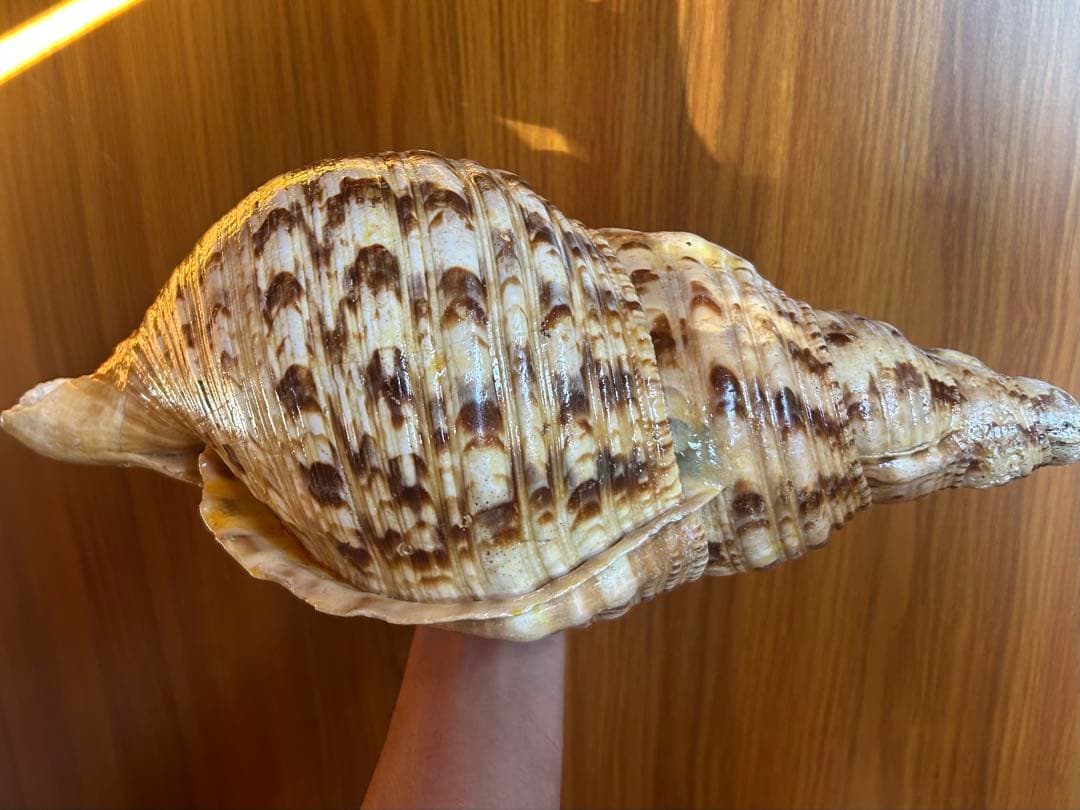 特大　37.3cm(元々約41cm) 法螺貝　1806g