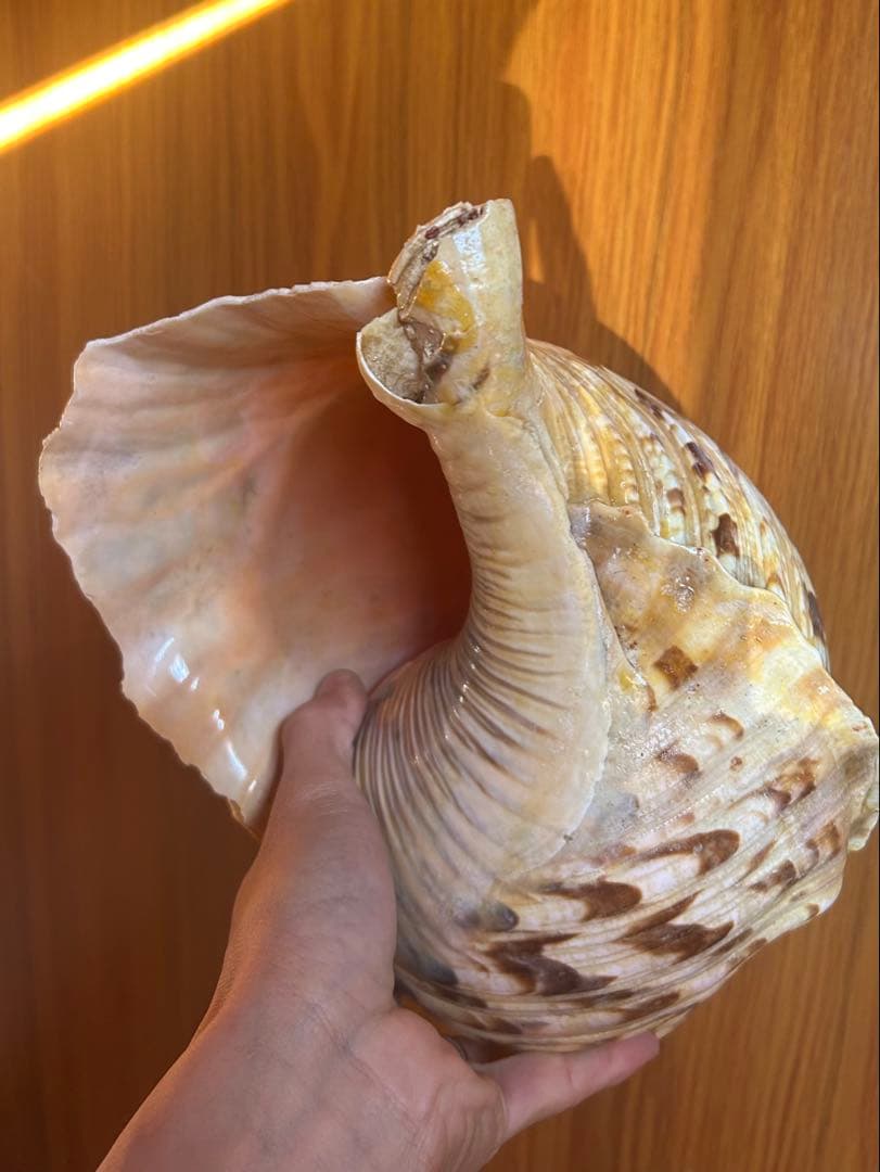 特大　37.3cm(元々約41cm) 法螺貝　1806g