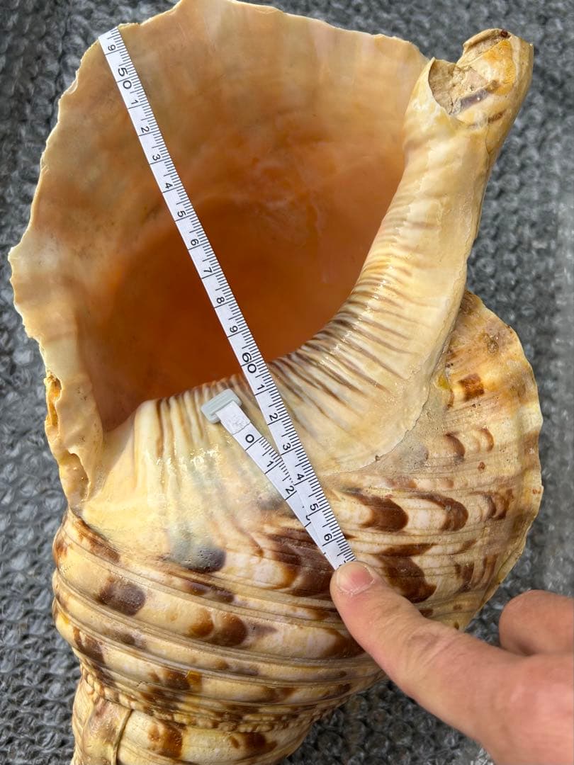特大　37.3cm(元々約41cm) 法螺貝　1806g