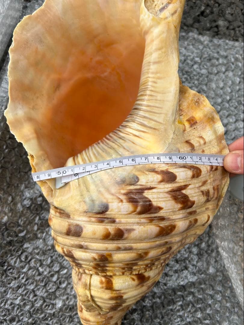 特大　37.3cm(元々約41cm) 法螺貝　1806g