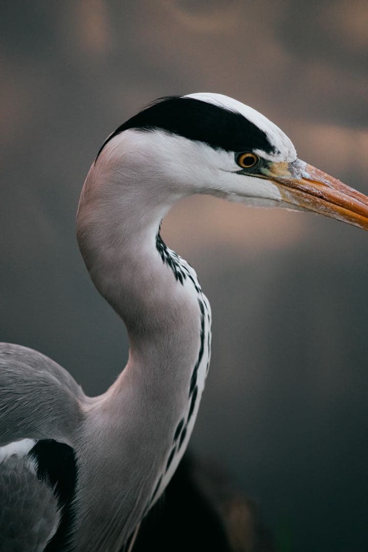 SIGMA APO 300mm F4 Macro キャノン EFマウント