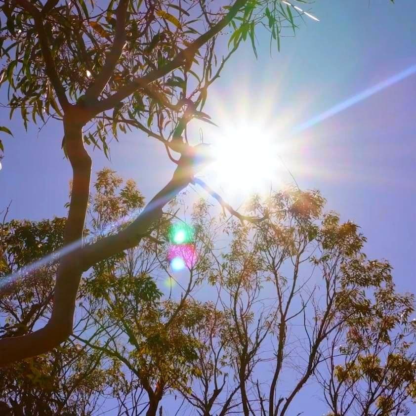 専用』2026Essence行動する年オーストラリアンブッシュフラワーエッセンス