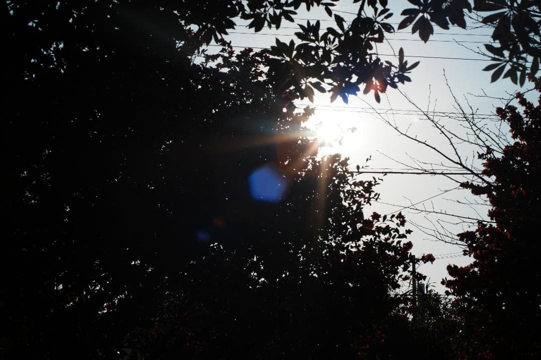 【整備テスト】オリンパス Zuiko Auto-S 40mm F1.4 996