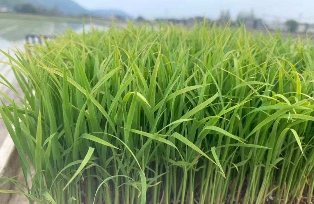 精米済み20キロ【農家直送！】新潟県産こしいぶき　特別栽培米　7年産　低温冷蔵