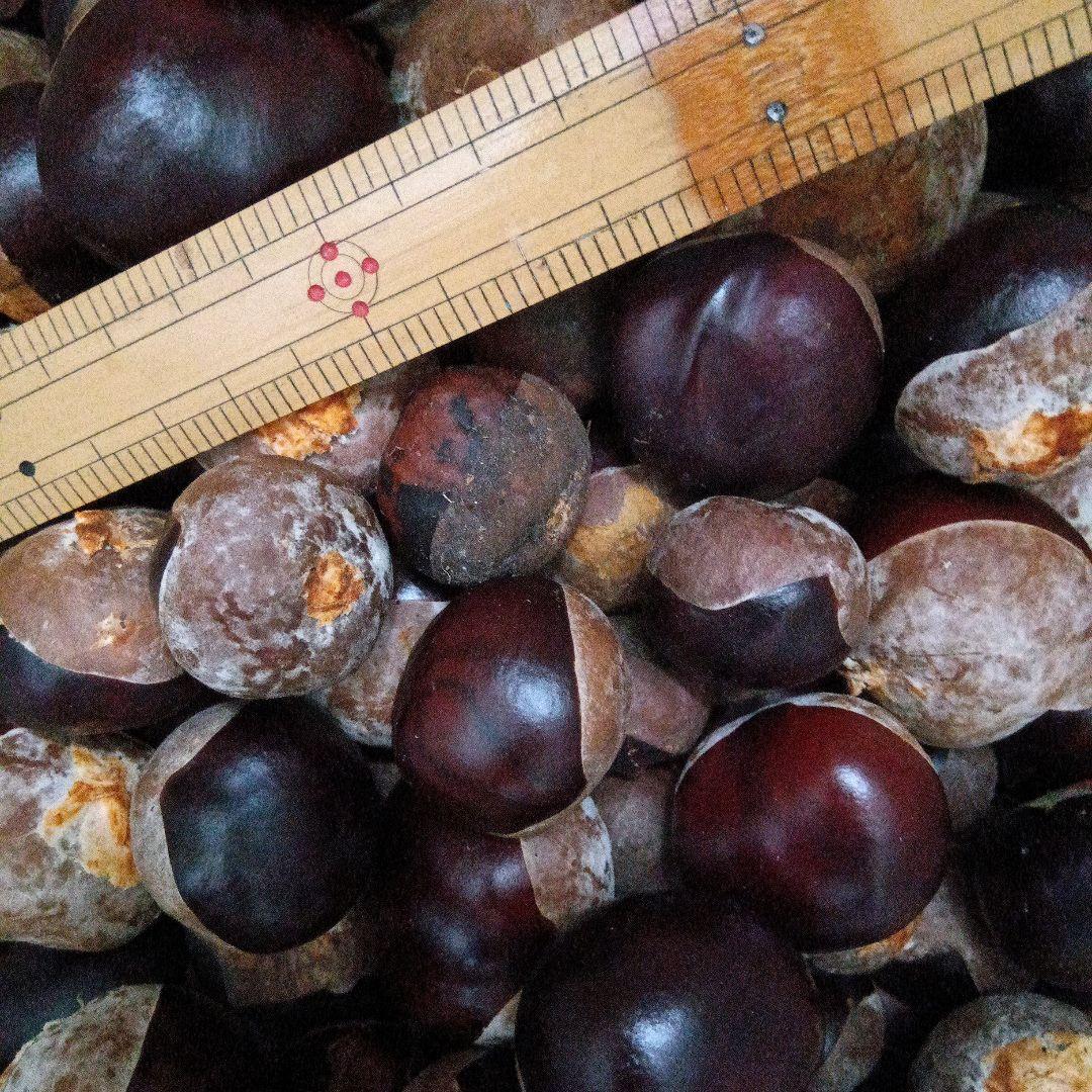 無農薬栃の実9.7キロ