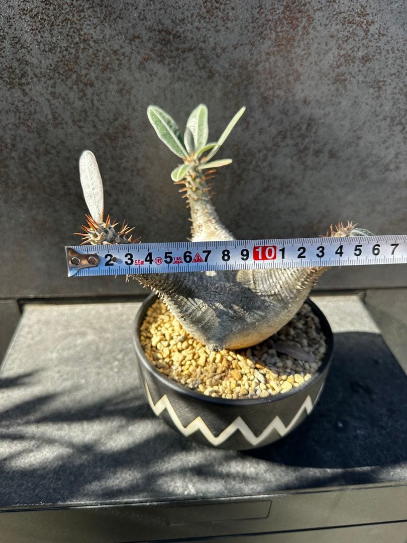 パキポディウム グラキリ バリエム鉢付き