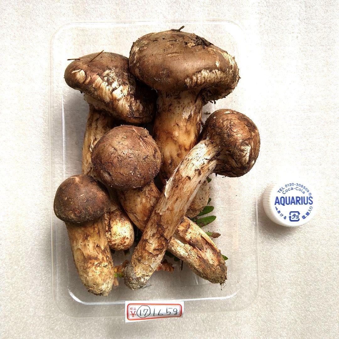 南信州産松茸約150g