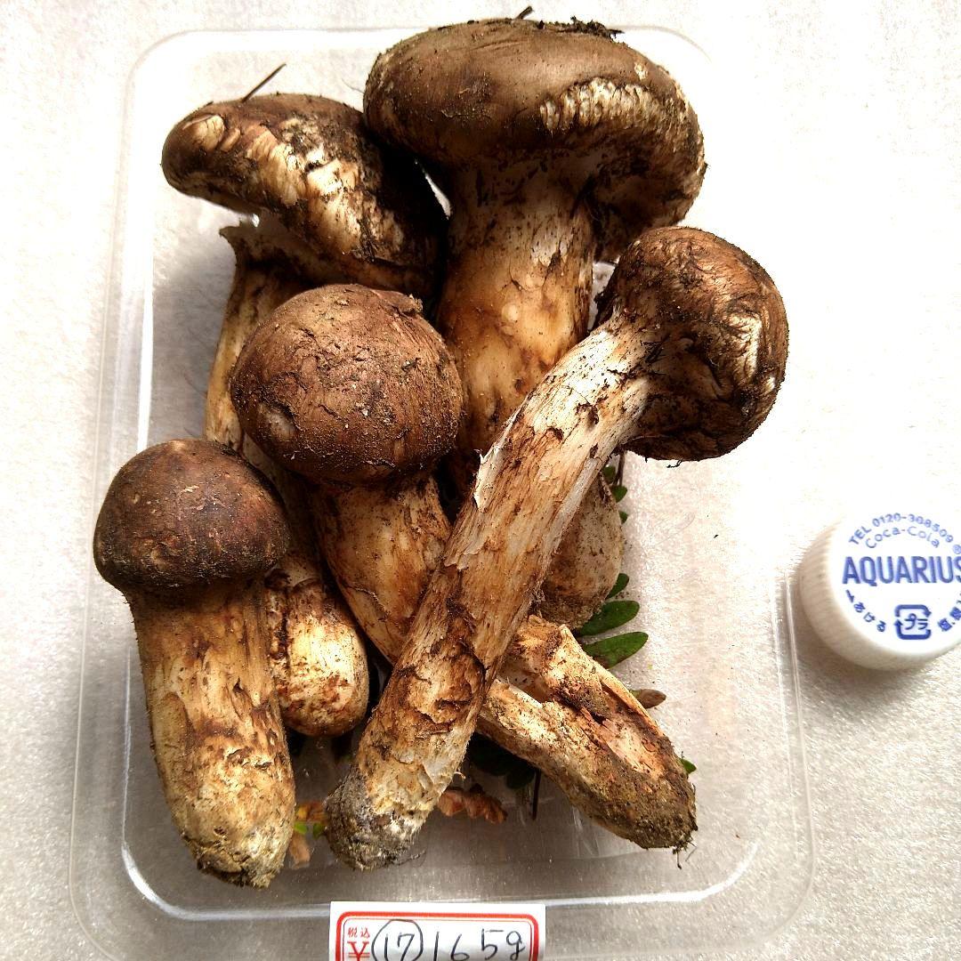 南信州産松茸約150g