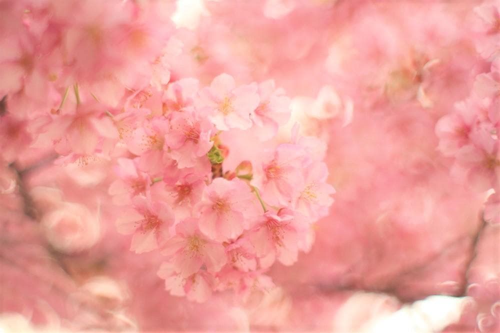 【宝石レンズ】 SMC Takumar 55mm F1.8 宝石タクマー