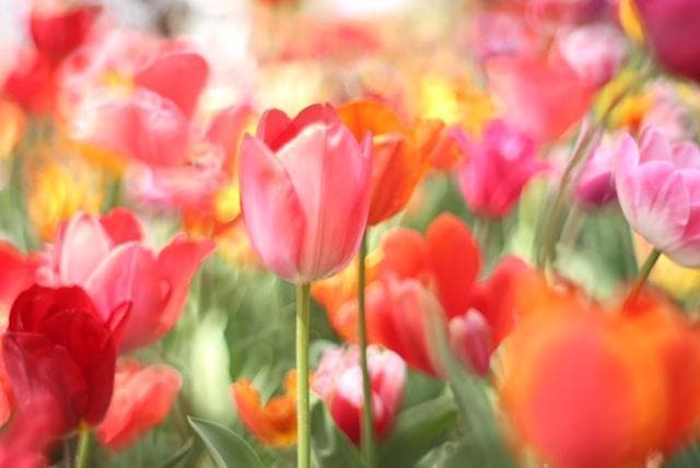 【宝石レンズ】 SMC Takumar 55mm F1.8 宝石タクマー