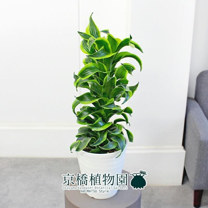 【kaikai88】ドラセナ・トルネード 斑入り6号 セラアート鉢　（3）