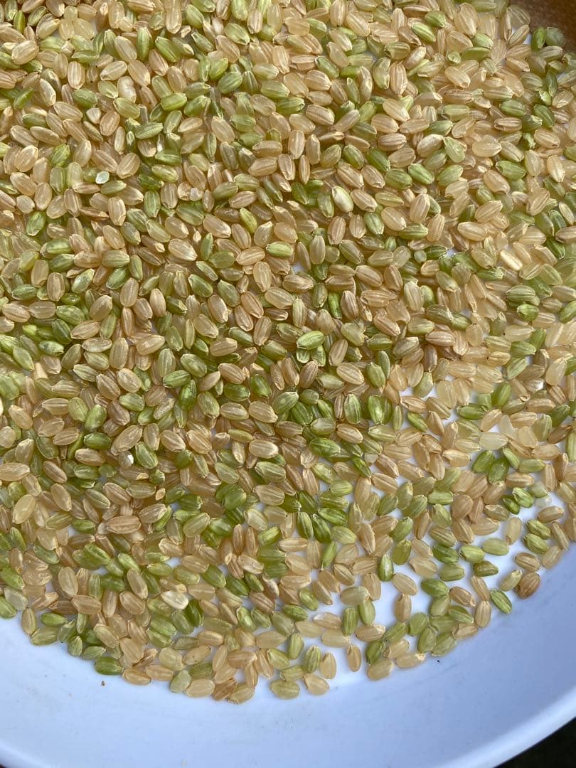 丹波産　コシヒカリ　中米 20キロ