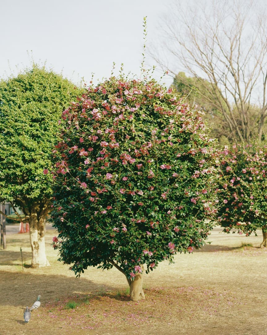 PENTAX 645N + A645 75mm F2.8 完動品