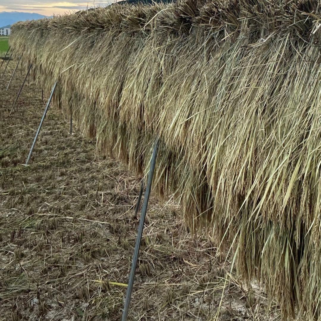 ⚫︎農家直送 玄米12㎏ 農薬不使用 有機栽培 天日干し お米 静岡より