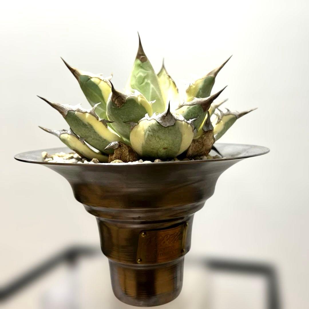 アガベ 鉢植発送 ドラゴンアガベ 暴牙 M&M鉢付　販売証明完備