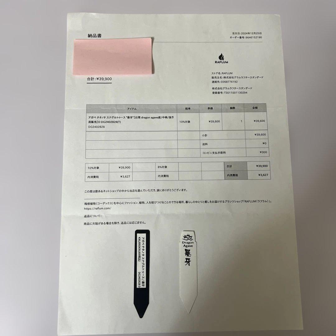 アガベ 鉢植発送 ドラゴンアガベ 暴牙 M&M鉢付　販売証明完備