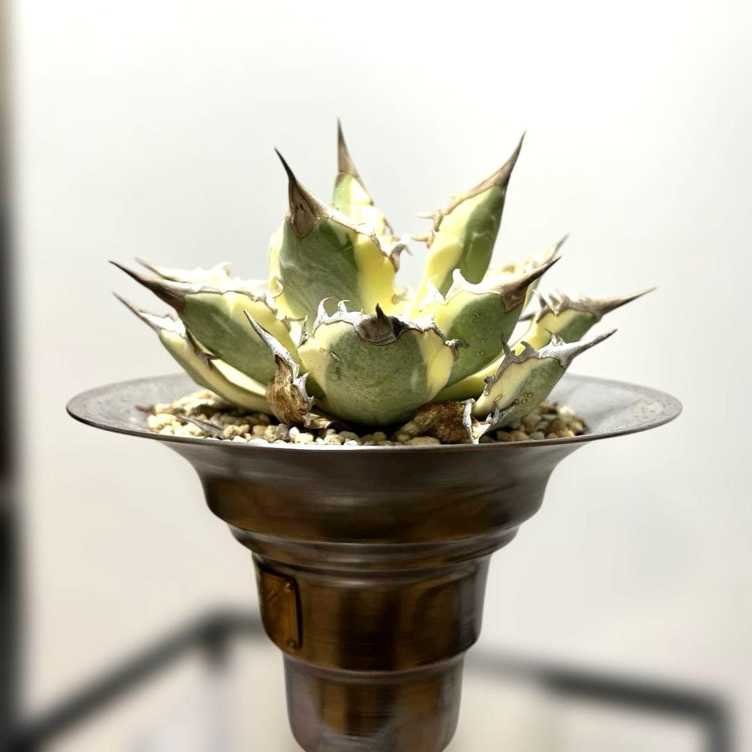 アガベ 鉢植発送 ドラゴンアガベ 暴牙 M&M鉢付　販売証明完備