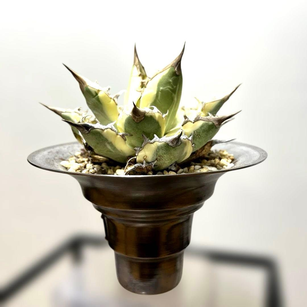 アガベ 鉢植発送 ドラゴンアガベ 暴牙 M&M鉢付　販売証明完備