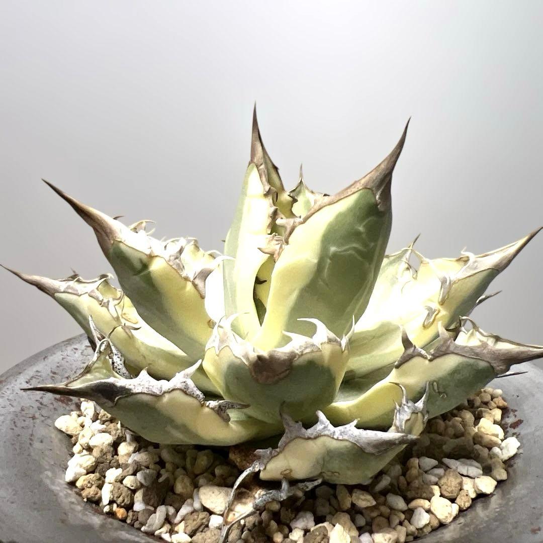 アガベ 鉢植発送 ドラゴンアガベ 暴牙 M&M鉢付　販売証明完備